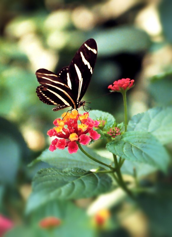 Butterfly at the zoo - by Tony Karp