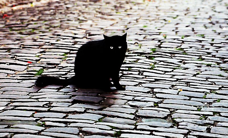 Cordes cat - by Tony Karp