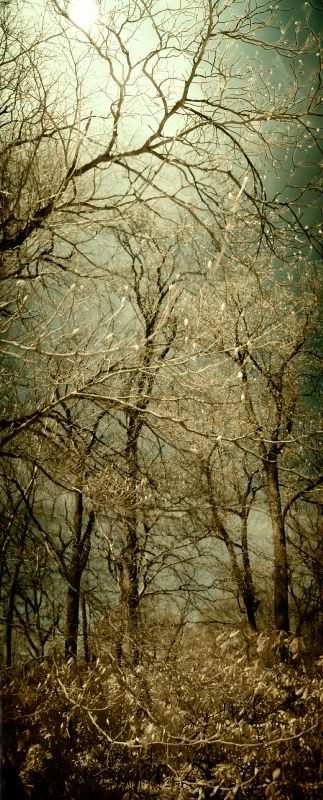 Tree panorama - glowing buds - by Tony Karp