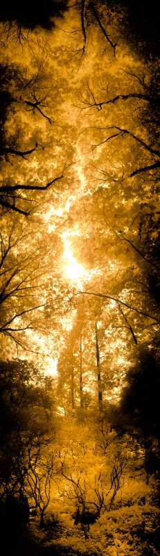 Tall brown woods panorama - by Tony Karp