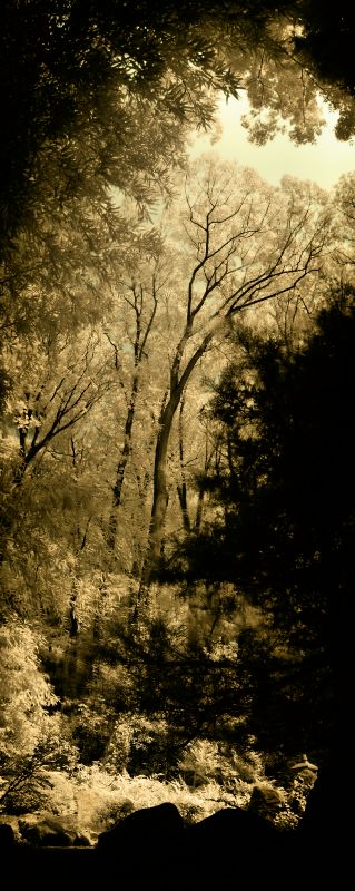 In the stroll garden - by Tony Karp