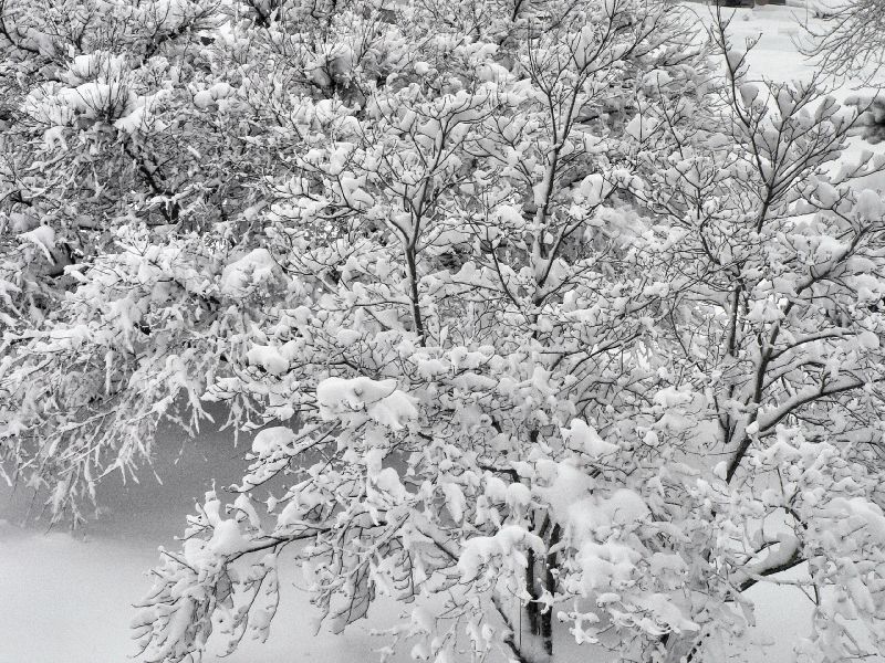 Tree branches with snow - by Tony Karp