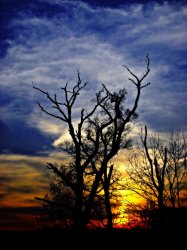 Sunset in the graveyard of trees - by Tony Karp