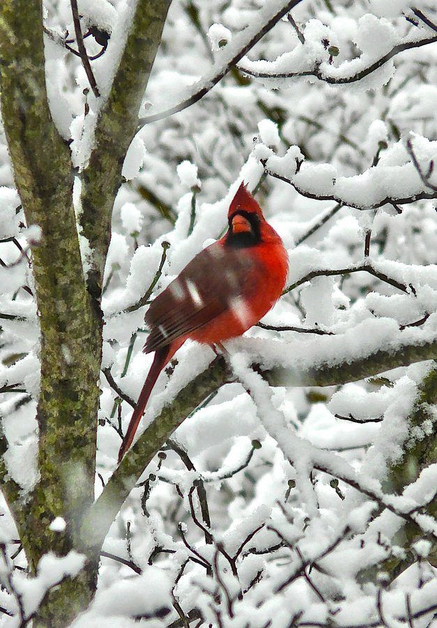 Snowbound! by Tony Karp