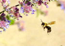 Impressionist Bees by Tony Karp