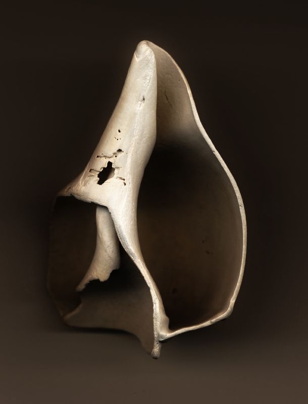 shell photo