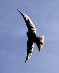 A bird at the castle at Manzanares in Spain by Tony Karp